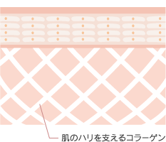 肌のハリを支えるコラーゲン