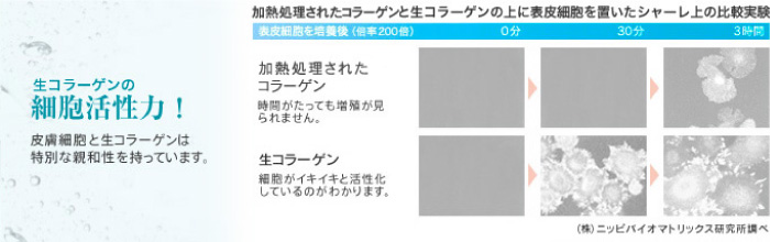 生コラーゲンの細胞活性力！