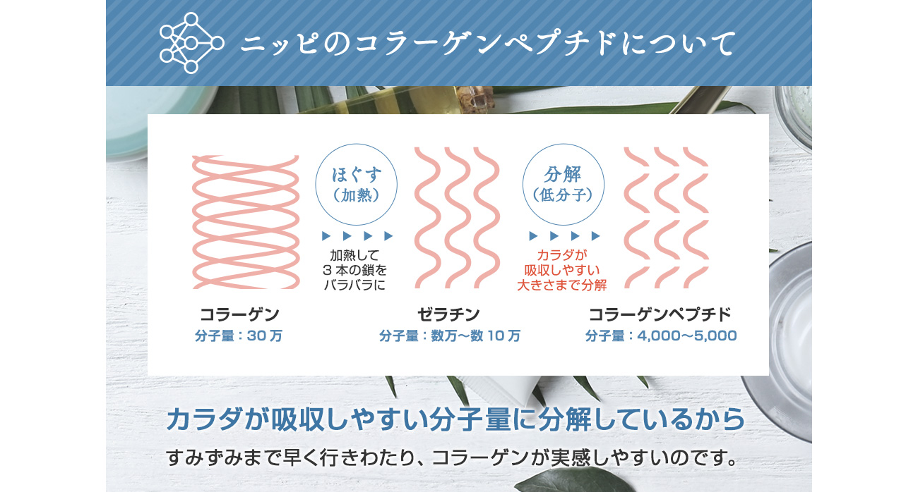 ニッピのコラーゲンペプチドについて
