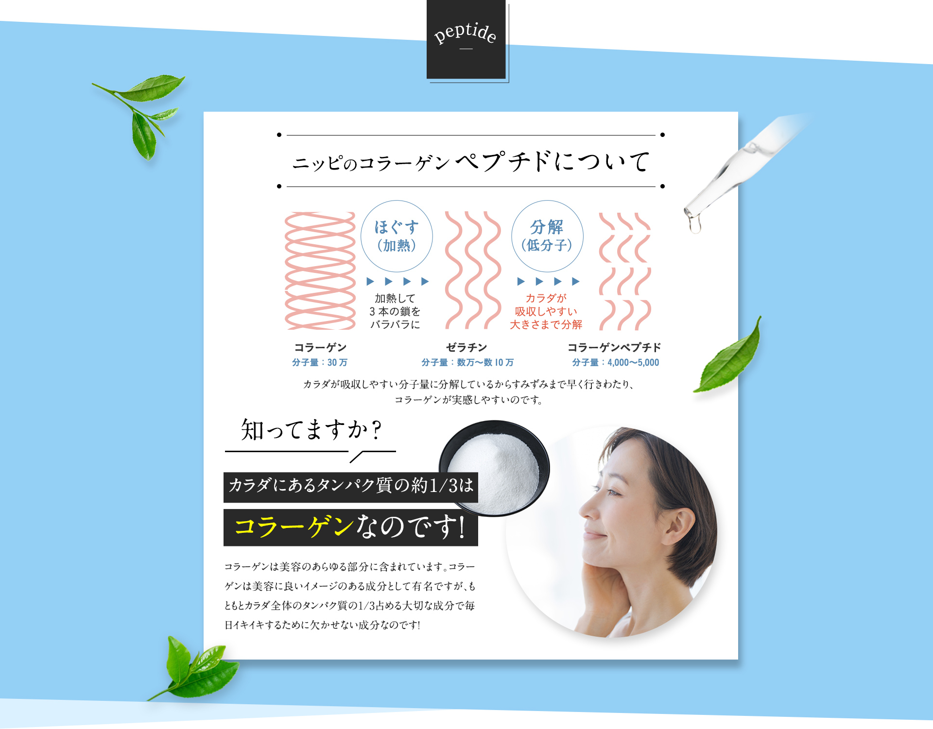 ニッピのコラーゲンペプチドについてコラーゲン分子量30万ゼラチン分子量数万〜数10万コラーゲンペプチド分子量4,000〜5,000カラダが吸収しやすい分子量に分解しているからすみずみまで早く行きわたり、コラーゲンが実感しやすいのです。知ってますか？カラダにあるタンパク質の約1/3はコラーゲンなのです！コラーゲンは美容のあらゆる部分に含まれています。コラーゲンは美容に良いイメージのある成分として有名ですが、もともとカラダ全体のタンパク質の1/3占める大切な成分で毎日イキイキするために欠かせない成分なのです！