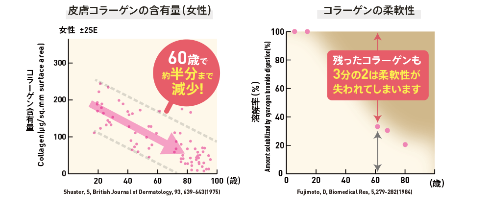 グラフ:皮膚コラーゲンの含有量（女性） グラフ:コラーゲンの柔軟性